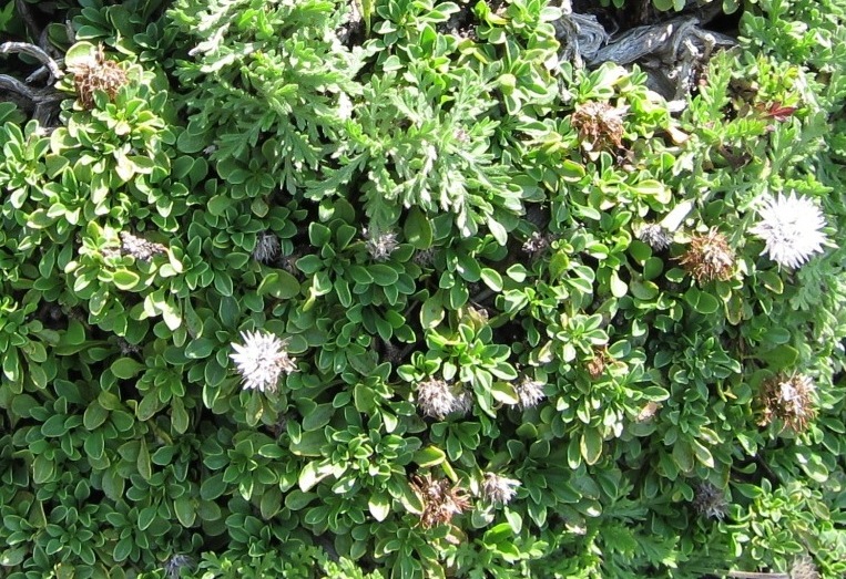 Globularia cordifolia subsp. neapolitana